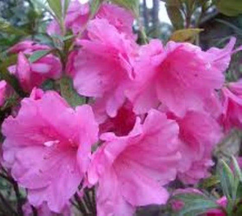 Pink Ruffle Azalea ( rutherford hybrid )