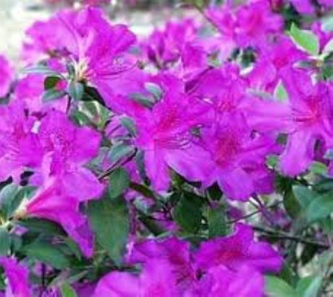 Purple Formosa Azalea ( southern indica )