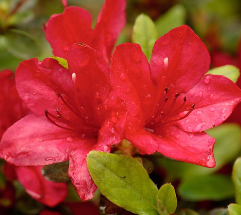 Red Formosa Azalea (Southern Indica)