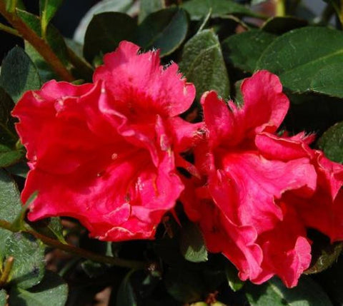 Red Ruffle Azalea ( rutheford hybrid )