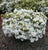 Gumpo White Dwarf Azalea