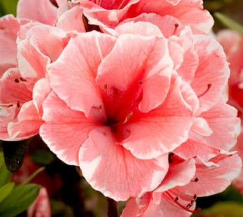 Autumn Sunburst® Encore® Azalea