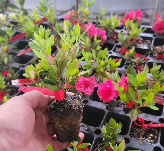 Double Red Ruffle Azalea Red Ruffle Azalea ( rutheford hybrid ) | New Life Nursery