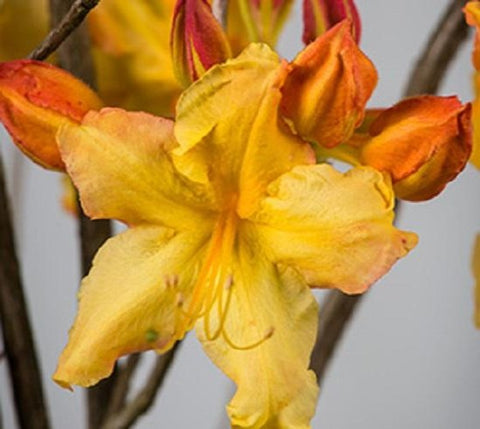 Solar FLARE™ Sunbow® Deciduous Azalea