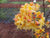 Solar FLARE™ Sunbow® Deciduous Azalea