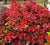 Admiration Dwarf Barberry