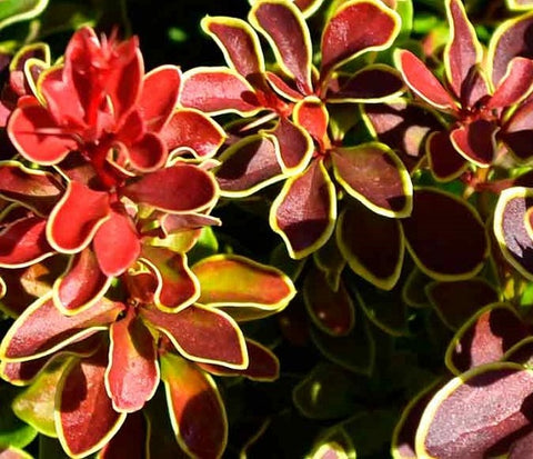 Admiration Dwarf Barberry