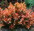 Admiration Dwarf Barberry