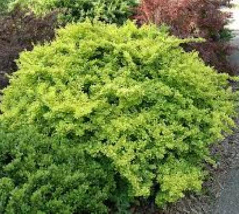 Aurea Golden Japanese Barberry