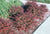 Crimson Pygmy Dwarf Japanese Barberry