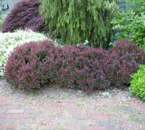 Crimson Pygmy Dwarf Japanese Barberry