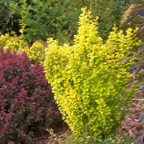 Golden Rocket Barberry