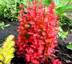 Orange Rocket Barberry