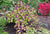 Profusion Purple Beautyberry  Callicarpa bodinieri 'Profusion'