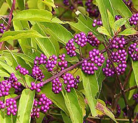 Profusion Purple Beautyberry