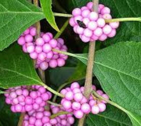 Welch's Pink American Beautyberry