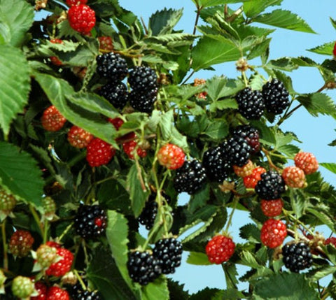 Ouachita Thornless Blackberry ( rubus )