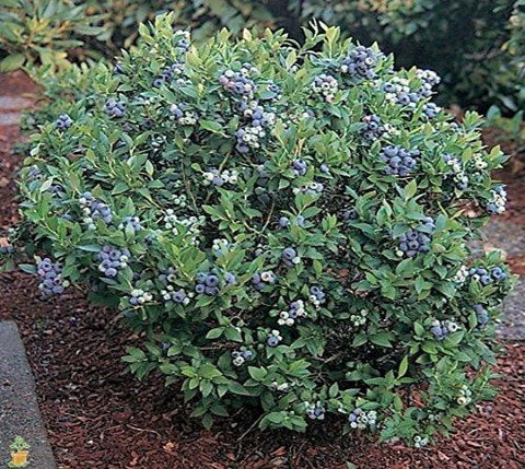 Premier Rabbiteye Blueberry ( Vaccinium )
