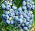 Premier Rabbiteye Blueberry ( Vaccinium )