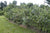 Premier Rabbiteye Blueberry ( Vaccinium )