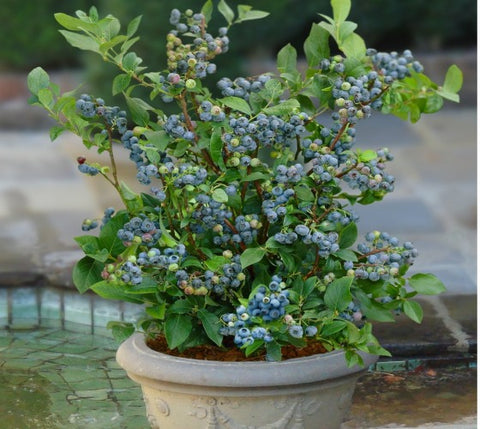 Sunshine Blue "Semi-Dwarf" Blueberry