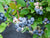 Sunshine Blue "Semi-Dwarf" Blueberry
