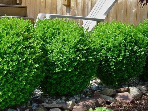 Baby Gem Dwarf Boxwood