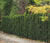 Green Pillar Boxwood
