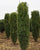 Green Pillar Boxwood
