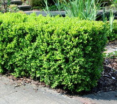 Japanese Boxwood buxus microphylla var. japonica