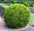 Japanese Boxwood buxus microphylla var. japonica