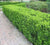 Japanese Boxwood buxus microphylla var. japonica