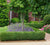 True Dwarf English Boxwood buxus sempervirens suffruticosa