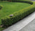 True Dwarf English Boxwood buxus sempervirens suffruticosa