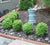 True Dwarf English Boxwood buxus sempervirens suffruticosa