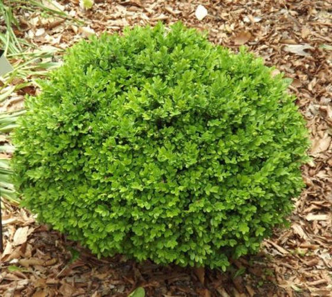 True Dwarf English Boxwood ( buxus )