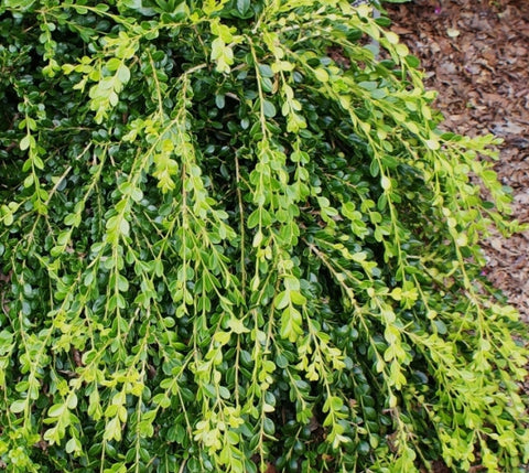 Unraveled Weeping Boxwood ( Buxus )