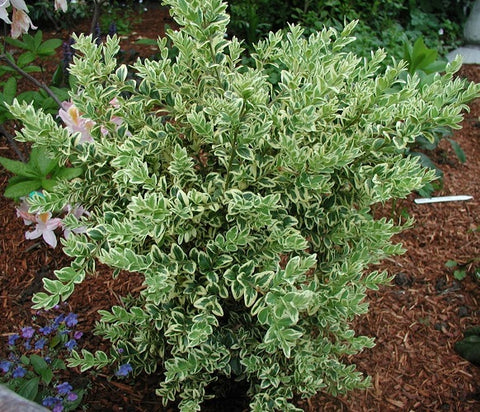 Variegated English Boxwood