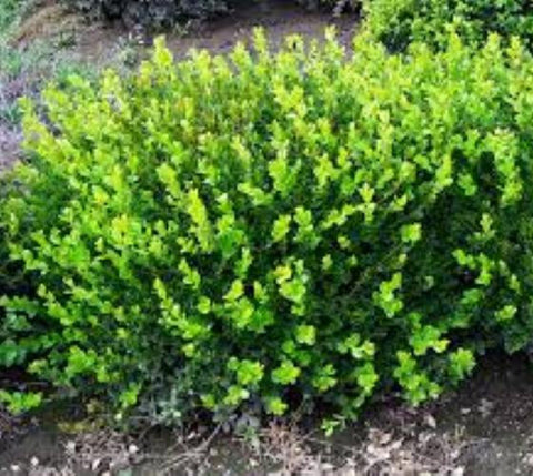 Winter Gem Boxwood ( buxus )