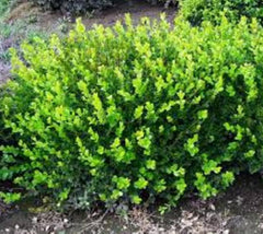 buxus microphylla japonica 'winter gem'