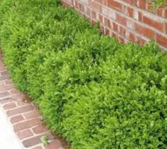 Wintergreen Boxwood buxus microphylla koreana wintergreen