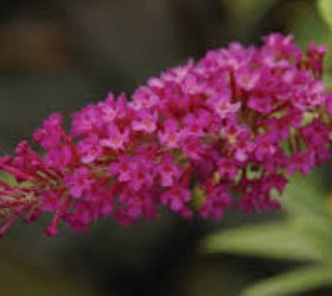 BUZZ Magenta Dwarf Butterfly Bush