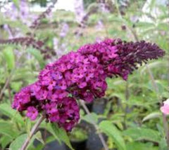 BUZZ Purple Dwarf Butterfly Bush buddleia davidii buzz Purple