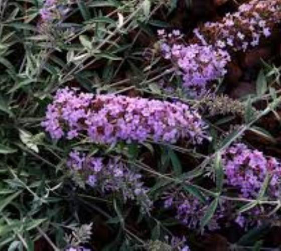 lavender plant butterfly Flutterby Flow® Lavender Dwarf Butterfly Bush