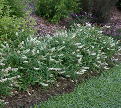 Lo & Behold® 'Ice Chip' White Dwarf Butterfly Bush
