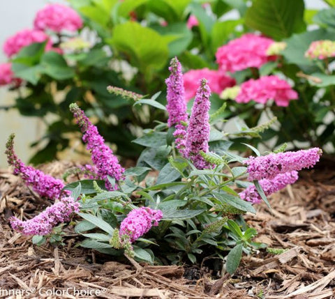 Lo & Behold® 'Pink Micro Chip' Dwarf Butterfly Bush