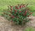 Miss Molly Red Butterfly Bush