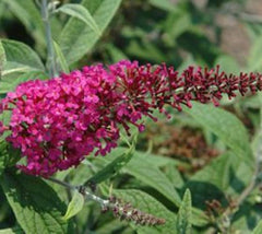 Miss Ruby Butterfly Bush