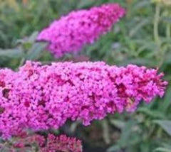 pink delight butterfly bush buddleia plants