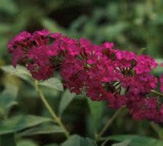 Royal Red Butterfly Bush ( Buddleia )